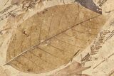 Fossil Plant Plate - McAbee, BC #253992-1